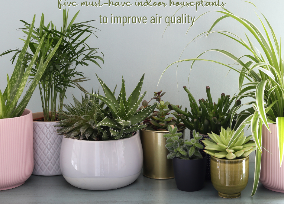5 Indoor Houseplants You Need to Improve Air Quality