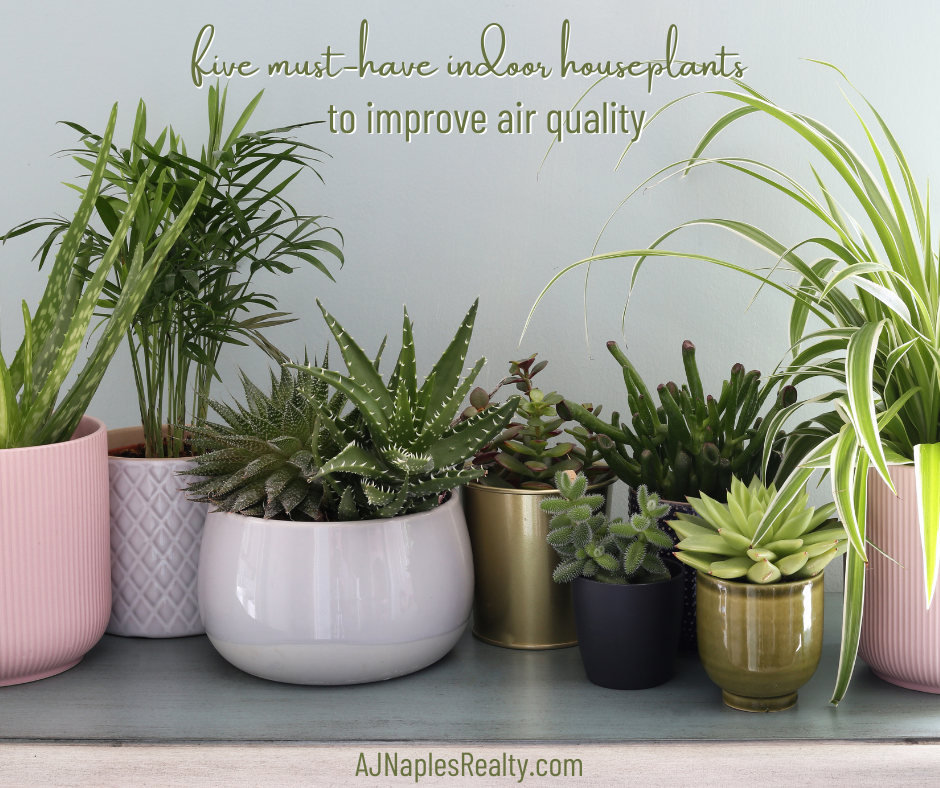 5 Indoor Houseplants You Need to Improve Air Quality