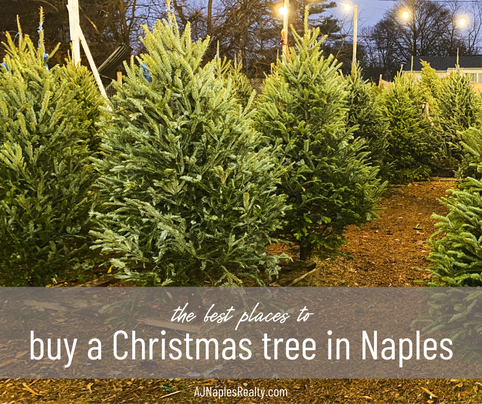 Best Places to Buy a Christmas Tree in Naples