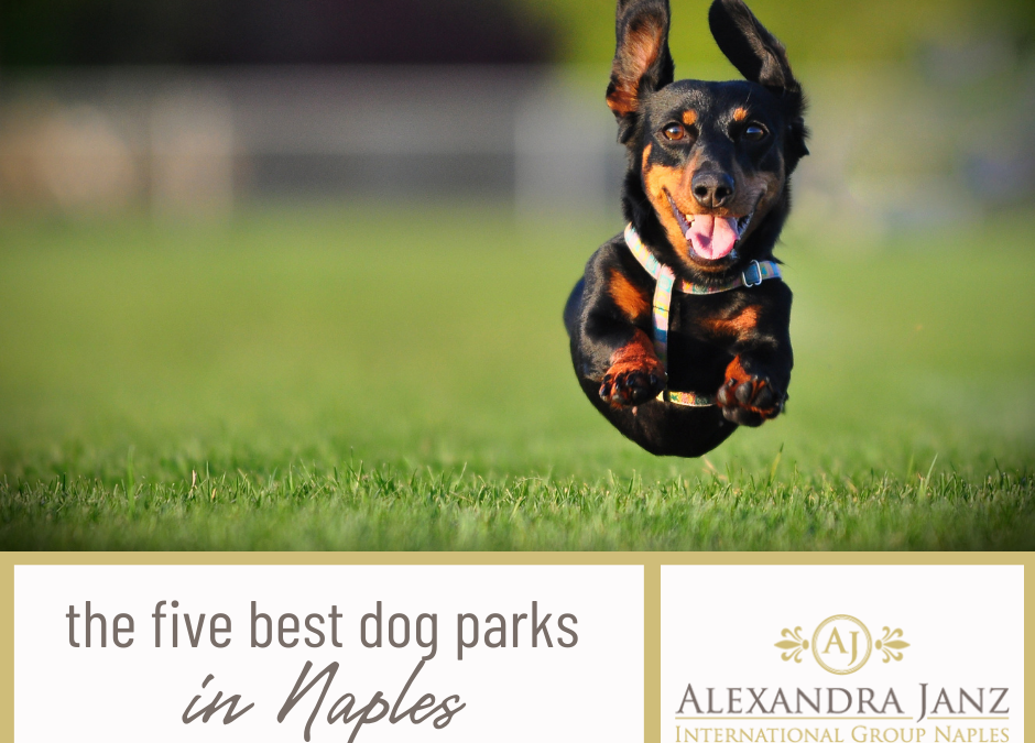 Die 5 besten Hundeparks in Naples