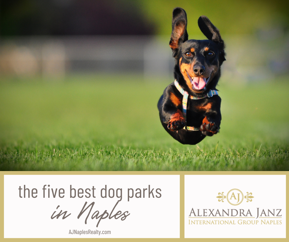 The 5 Best Dog Parks in Naples