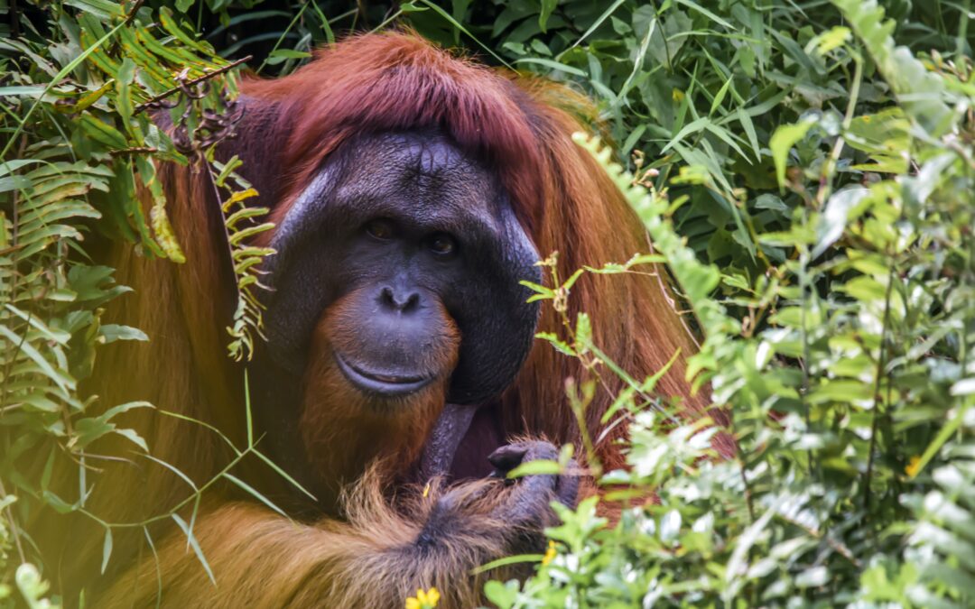 Gefährdete Orang-Utans treffen im Naples Zoo ein